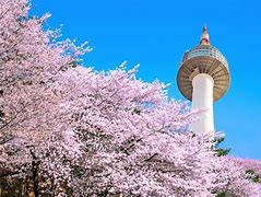 Image result for Korea Sakura