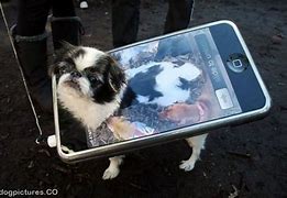 Image result for iPhone 5 PhoneDog