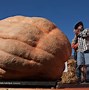 Image result for Heaviest Seed in the World