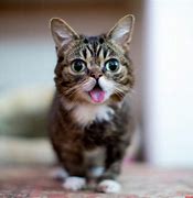 Image result for Happy Cat Pics