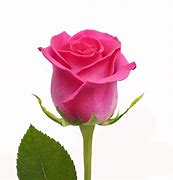 Image result for Single Pink Rose Flower