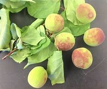 Image result for Mold On Dried Apricots