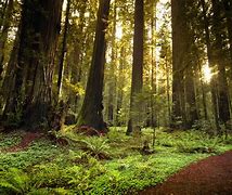 Image result for Redwood Tree Forest California