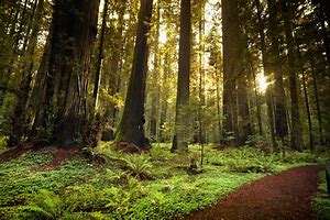 Image result for Redwood Forest California