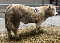 Image result for Charolais Cross Cattle