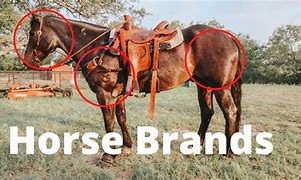 Image result for Horse Brands