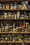 Image result for Curiosities London