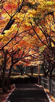 Image result for Fall Aesthetic Home Screen