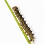 Image result for Caterpillar