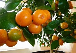 Image result for Mini Orange Fruit