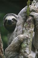 Image result for Giant Three Toed Sloth