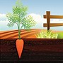 Image result for Carrot Clip Art No Background