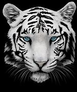 Image result for Tiger Face Wallpaper 4K