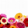 Image result for Pink Gerber Daisy Border