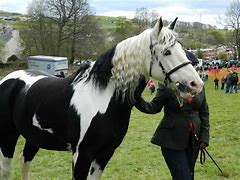 Image result for Horse Show Clip Art