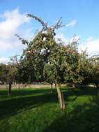 Image result for Cider Apple Trees