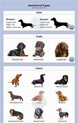 Image result for Dachshund Size