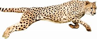 Image result for Cheetah Print Computer Background