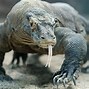 Image result for Poisonous Reptiles
