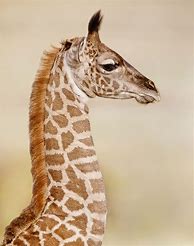 Image result for Cute Baby Giraffe