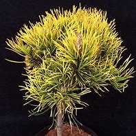 Image result for Pinus mugo Carsten