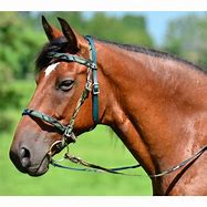 Image result for English Horse Bridle