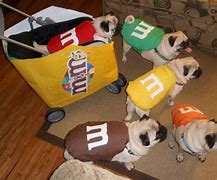 Image result for Halloween Dog Costume Meme