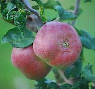 Image result for Jersey Black Apple