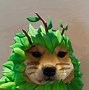 Image result for Doge Meme Anime