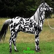 Image result for Appaloosa Horse