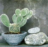 Image result for Different Cactus