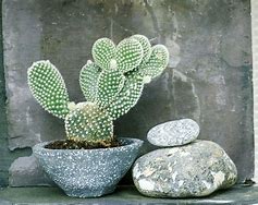 Image result for Indoor Cactus Plants