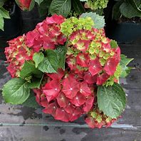 Image result for Hydrangea macrophylla Royal Red