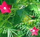 Image result for Cypress Vine Flower Tea