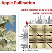 Image result for Frostbite Apple Tree Pollination