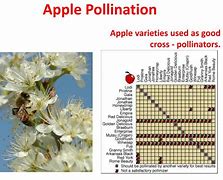 Image result for Pollinator for McIntosh Apple