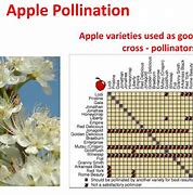 Image result for Honeycrisp Apple Tree Pollination