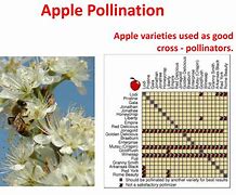 Image result for Compatible Apple Trees for Pollination