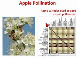 Image result for Fuji Apple Pollination Chart