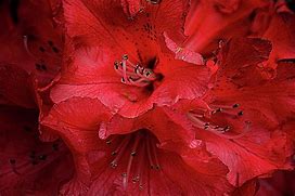 Image result for Rhododendron Autumn Fire