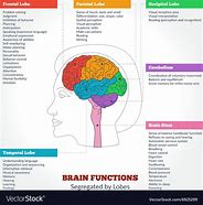 Image result for Functions of All Parts of Brain
