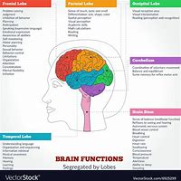 Image result for Human Brain Functions Chart