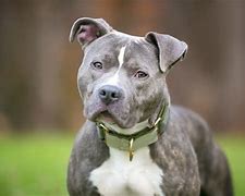 Image result for Pit Bull Tail