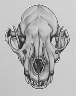 Image result for Skull Face Wolf