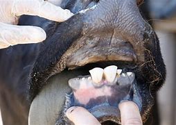 Image result for Cow Incisors