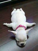 Image result for Puppy Sleeping Funny