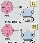 Image result for 脱氧核糖