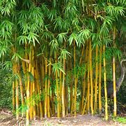 Image result for One Bamboo Tree