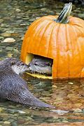 Image result for Otter in the Water