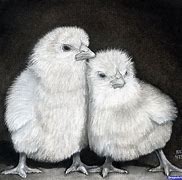 Image result for How to Draw a Realistic Chicken